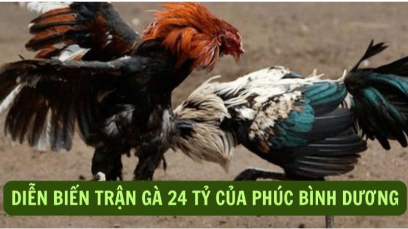 Chi tiết kết quả trận đá gà 24 tỷ nổi bật Chi tiết kết quả trận đá gà 24 tỷ nổi bật